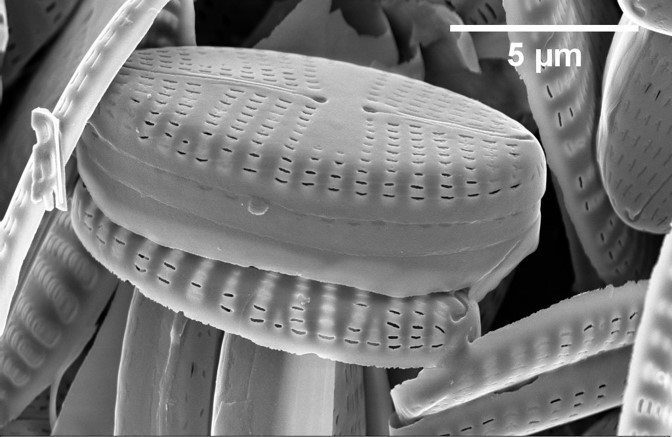 Algae-based nanomaterial